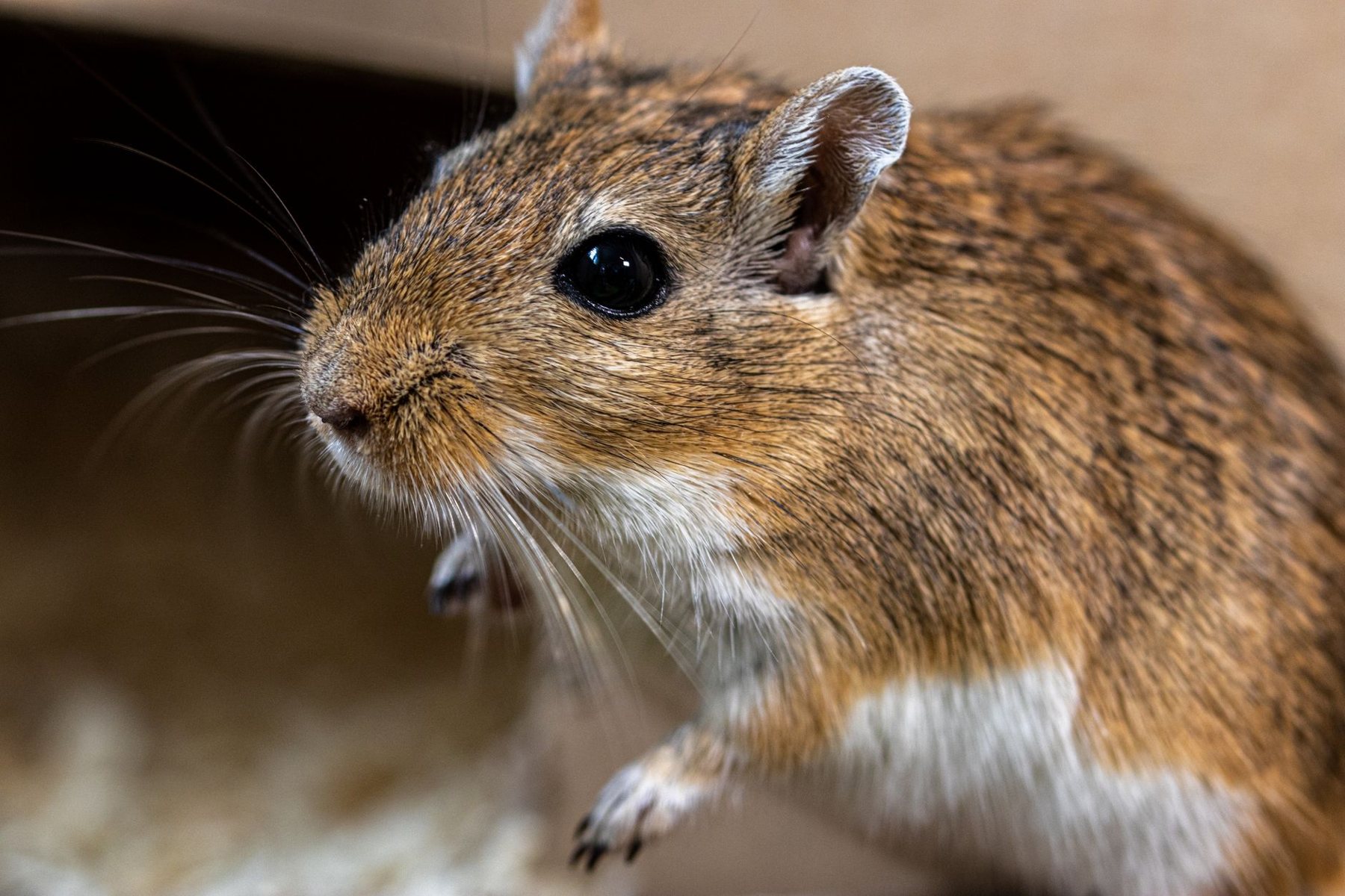Rodent Control in Buckeye AZ
